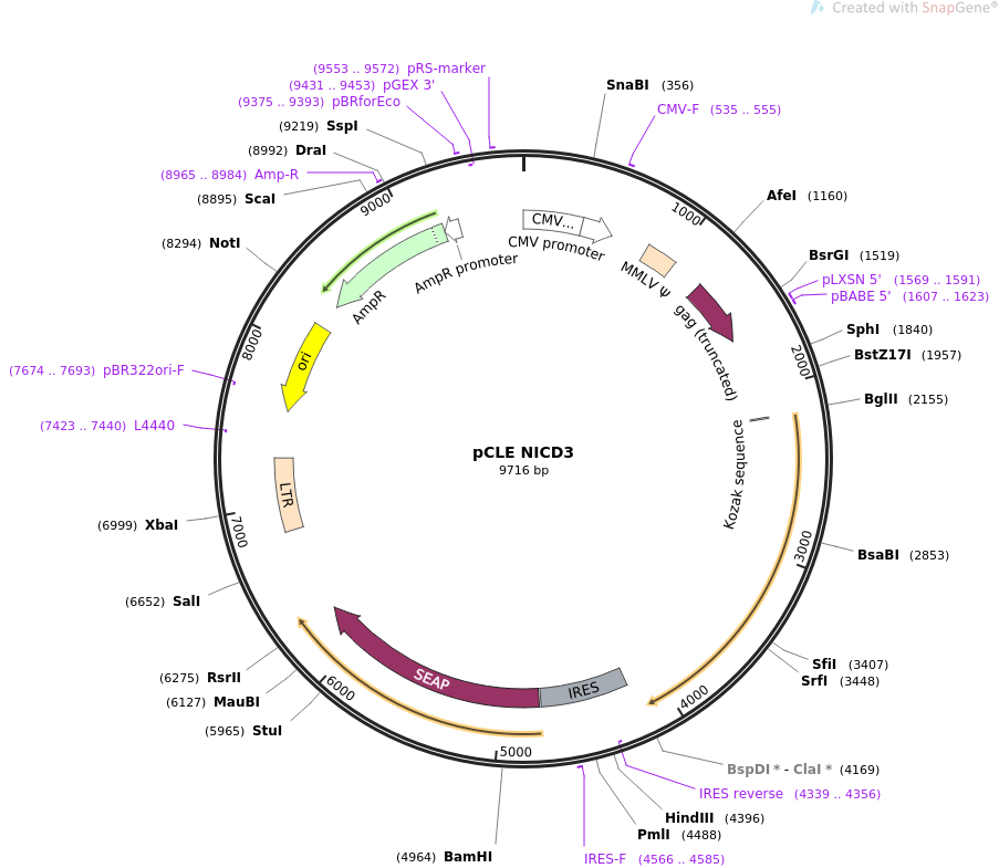 pCLE